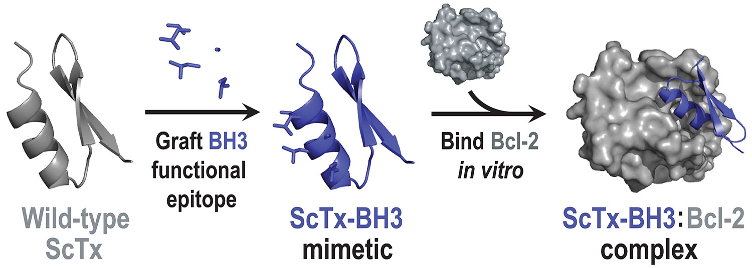 re-engineering-miniature-proteins-one